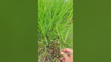 cỏ mần trầu giúp đẹp da mát gan