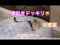寝起きドッキリ😸保護猫3ヶ月