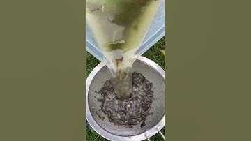 #shorts 1 week until I release 37,927 frogs 🐸😌 #frogspawn #tadpoles #f