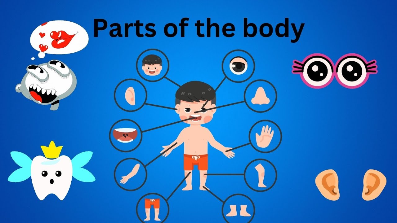 Parts Of Body Learn Body Parts Parts Of Body With Spelling Learn Parts Of Body Learn Body Parts Parts Of Body With Spelling Learn
