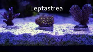 Leptastrea - Coral Care
