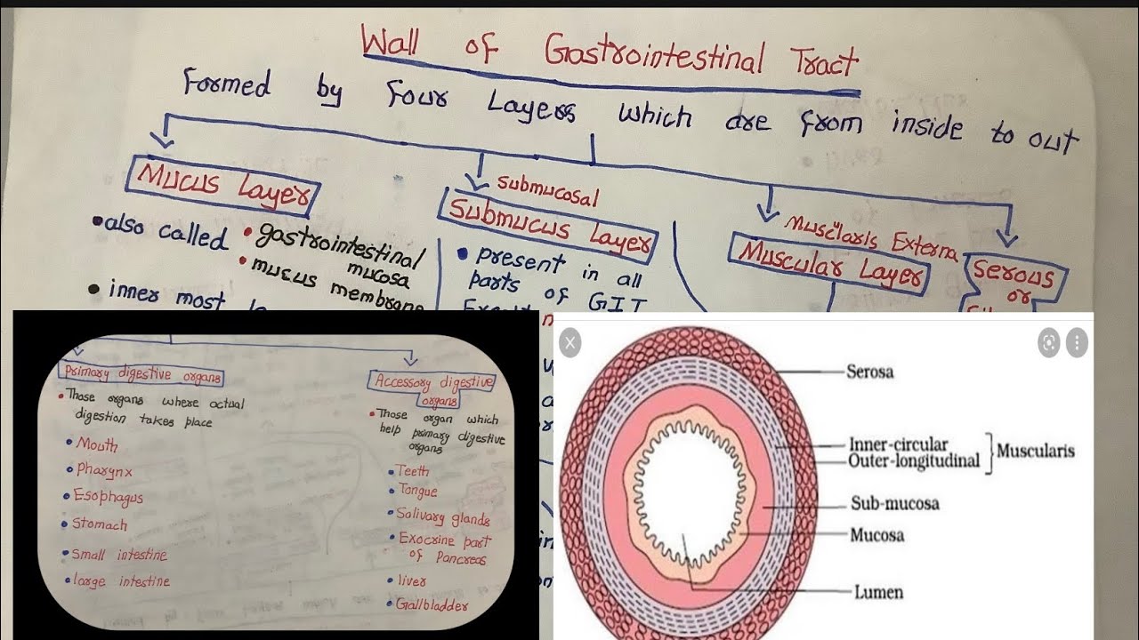 Basic/Primary and Accessory digestive organs/wall of GIT YouTube