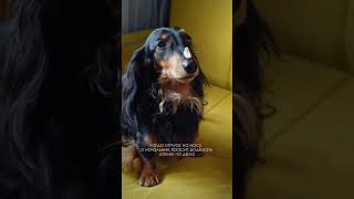 я/мы отпуск 🤣 #dog #dachshund #funnyvideo #такса #life #pet #fun #собака #кинолог