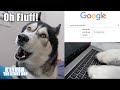 Arguing With My Husky About My Birthday! He Google Searches Gift Ideas!