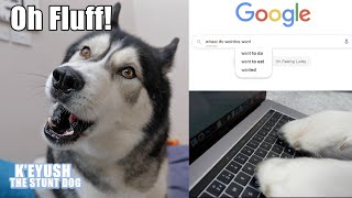 Arguing With My Husky About My Birthday! He Google Searches Gift Ideas!