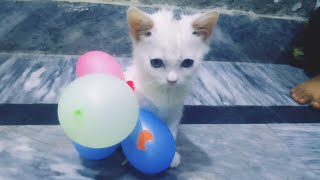 baby cat fight balloon very funny