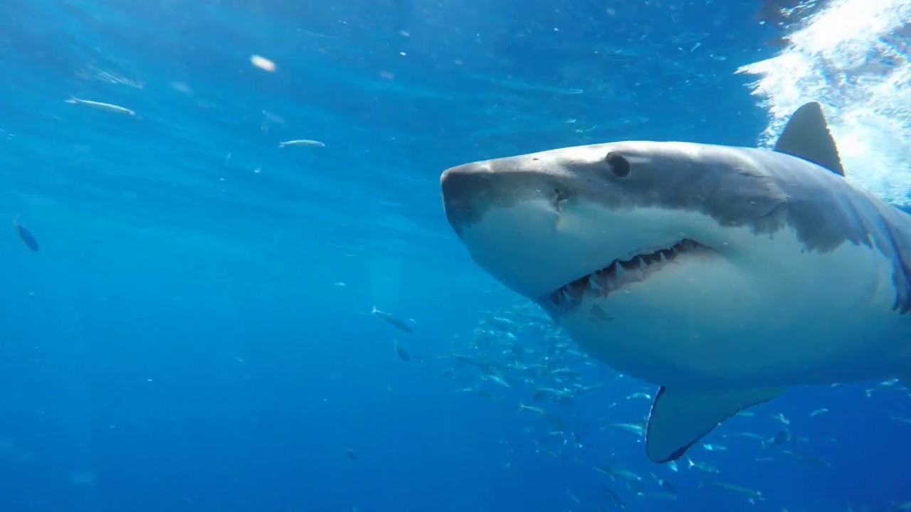 awesome oscillator Huge Great White Shark swimming over diver.