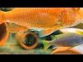 принцессы, неолампрологус. neolamprologus