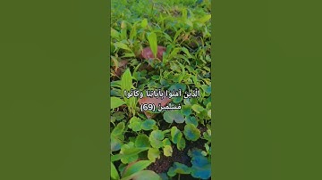 #سورة_الزخرف