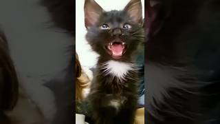 Download Lagu kudus kudus re, #comedy #shorts #viral #reels #nocopyrightmusic#2024shorts MP3 Download Lagu kudus kudus re, #comedy #shorts #viral #reels #nocopyrightmusic#2024shorts MP3