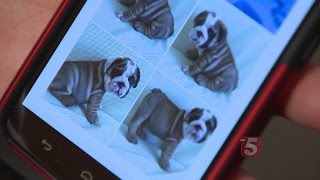 Dickson Couple Scammed By Overseas Pet Sellers