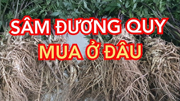 Sâm đương quy - Sâm đương quy có tác dụng gì - Cách ngâm rượu sâm đương quy