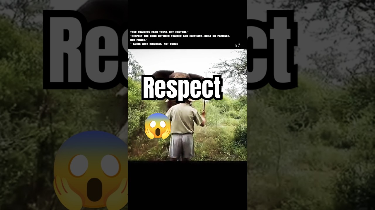 The Incredible Bond Between Elephant & Trainer | Trust, Respect & Love