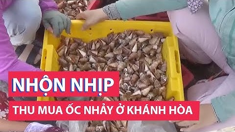 Nhộn nhịp thu mua ốc nhảy ở Khánh Hòa