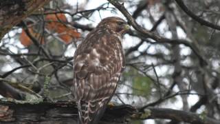 17 Bird Calls, Falcon Hawk, Hawk Sparrow, Red Tailed Hawk X screenshot 5