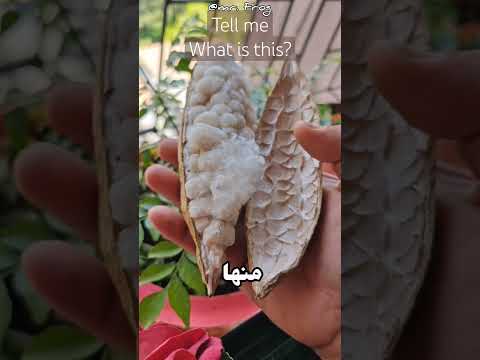 شجرة تنتج القطن شجرة القابوق ابلور سمك العلم