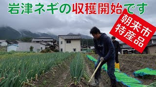 幻の名葱　岩津ねぎの収穫をします【朝来市特産】