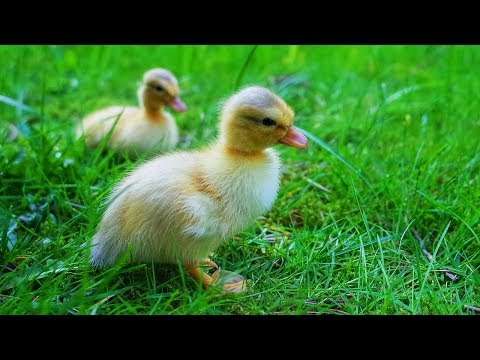 Vidéo: Quoi. les canards peuvent-ils manger ?