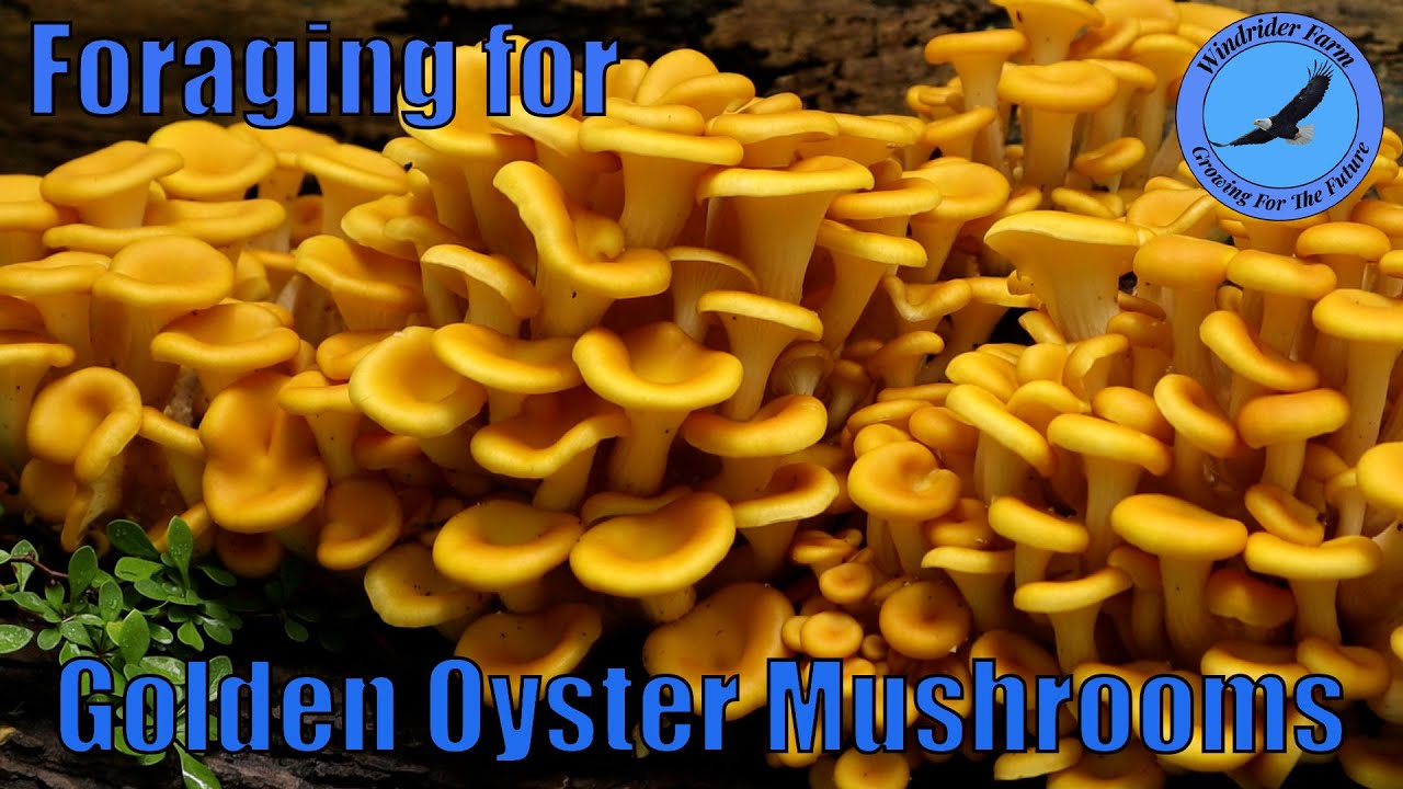 Foraging for Golden Oyster Mushrooms YouTube