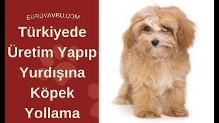 Türkiye de Köpek Üretip Yurtdışına Yollamak