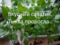 Вкусный салатик.  //  Тыква проросла