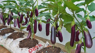 Why do Eggplant grow in bags of soil have so many fruits? Watch and Discover