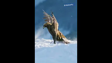 Egle 🦅| Animal hunter | Egle 🦅 ice 🧊snow ❄🏔🌨| Egle flying with full wings and closeup