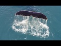 Summer feast in Antarctica (Humpback whales at Livingston island)