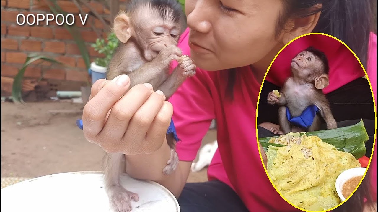 [So lovely ] Baby Monkey Janny  Enjoy Breakfast with Mom