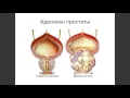 Лекция ветврача «Почему стерилизация и кастрация – это полезно»