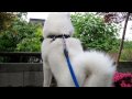 【秋田犬げんき】秋田犬の気合が入ったおなら【akita dog fart】