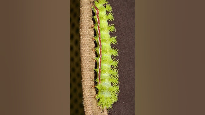 Io Moth Caterpillar, Ulat yang Bisa Berubah Warna