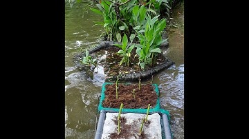 Guide for Selecting Plants for Constructed Floating Wetlands (CFWs) in Sri Lanka