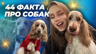 44 ИНТЕРЕСНЫХ ФАКТА ПРО СОБАК🐶