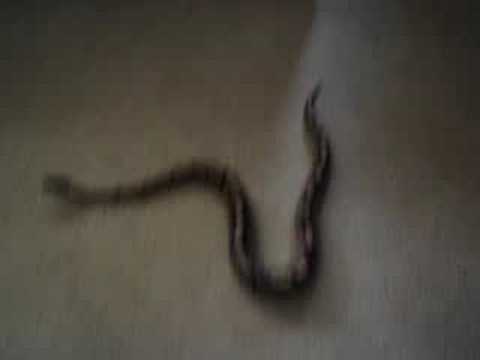 camera iphone 8 plus apk ball python 3