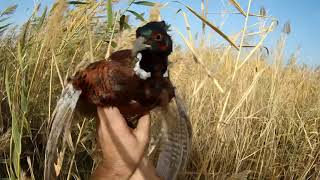 Охота на фазана в Кыргызстане