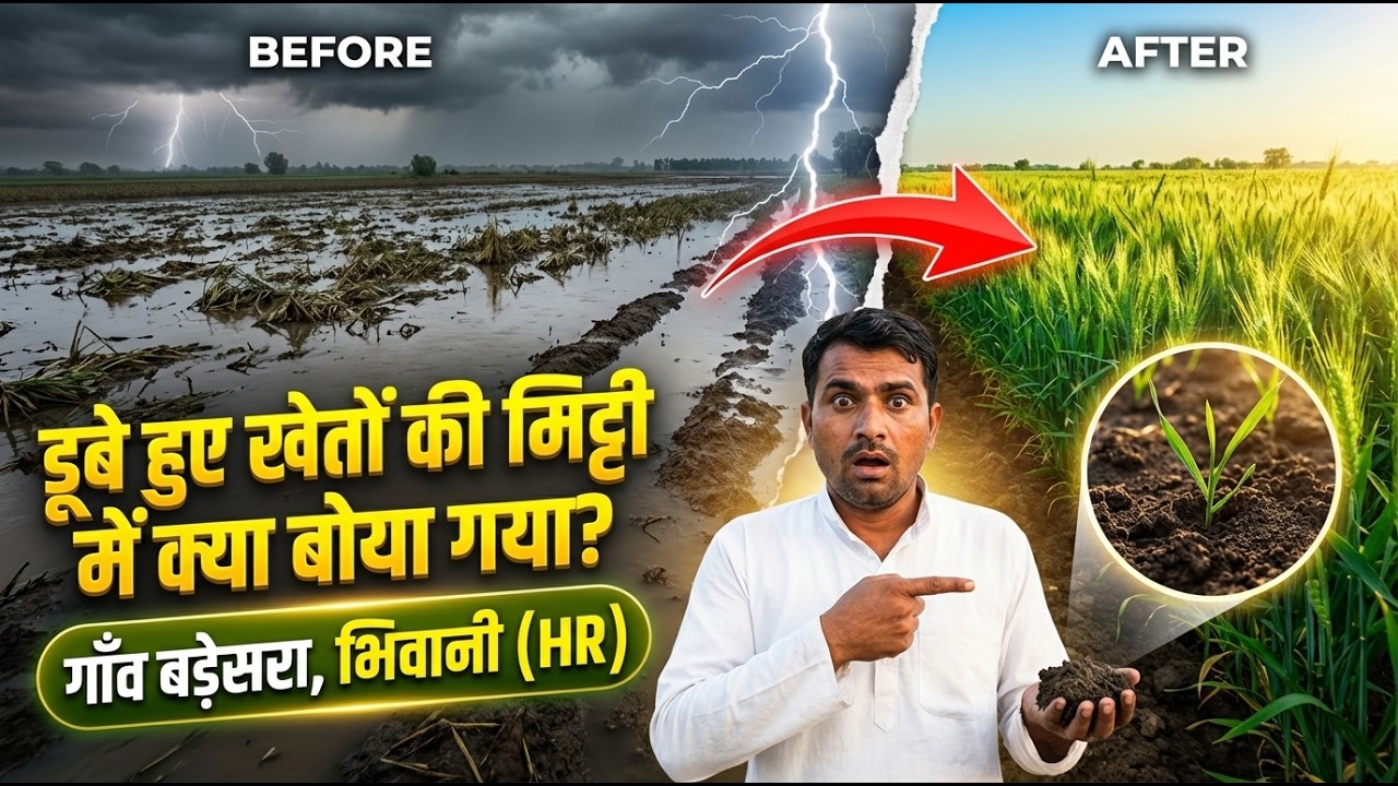 डूबे हुए खेतों की मिट्टी में क्या बोया गया? गाँव बड़ेसरा, भिवानी (HR) में संत रामपाल जी की बड़ी पहल।