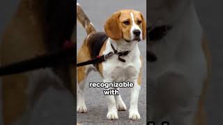 Beagles Unleashed: The Miniature Scent Hound #dog #beagle #hound #hunting #tracking