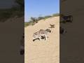 donkey sound #animals #youtubeshorts