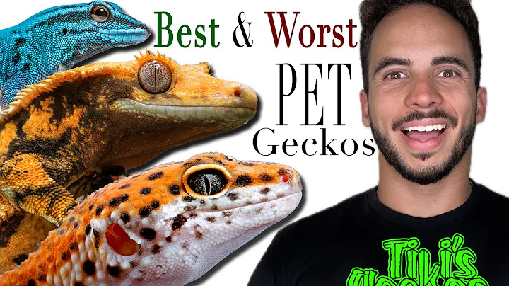 The Best and Worst Pet Geckos! (NEW KEEPERS WATCH)