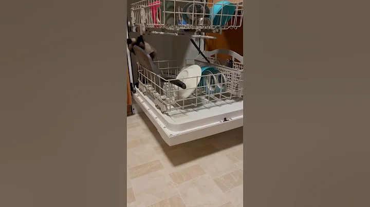 Watch the video about Siamese Cat Attacks the Dishwasher #cats #funny #dailydose #pets #hilarious #fighter