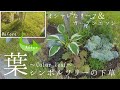 【ガーデニングvlog】低予算で作る秋の下草コーディネート♪カラーリーフとガーデンエッジが最強過ぎて抜群のオシャレ感出ました！