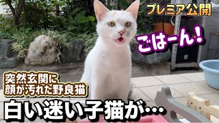 【突然玄関に現れた白い迷い子猫】顔が汚れた野良子猫がお腹を空かせて来たので…