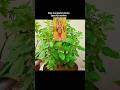 Jai tulsi mata ki #