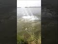 machli kush ho rahe hain/ Fish Jumping video 2023