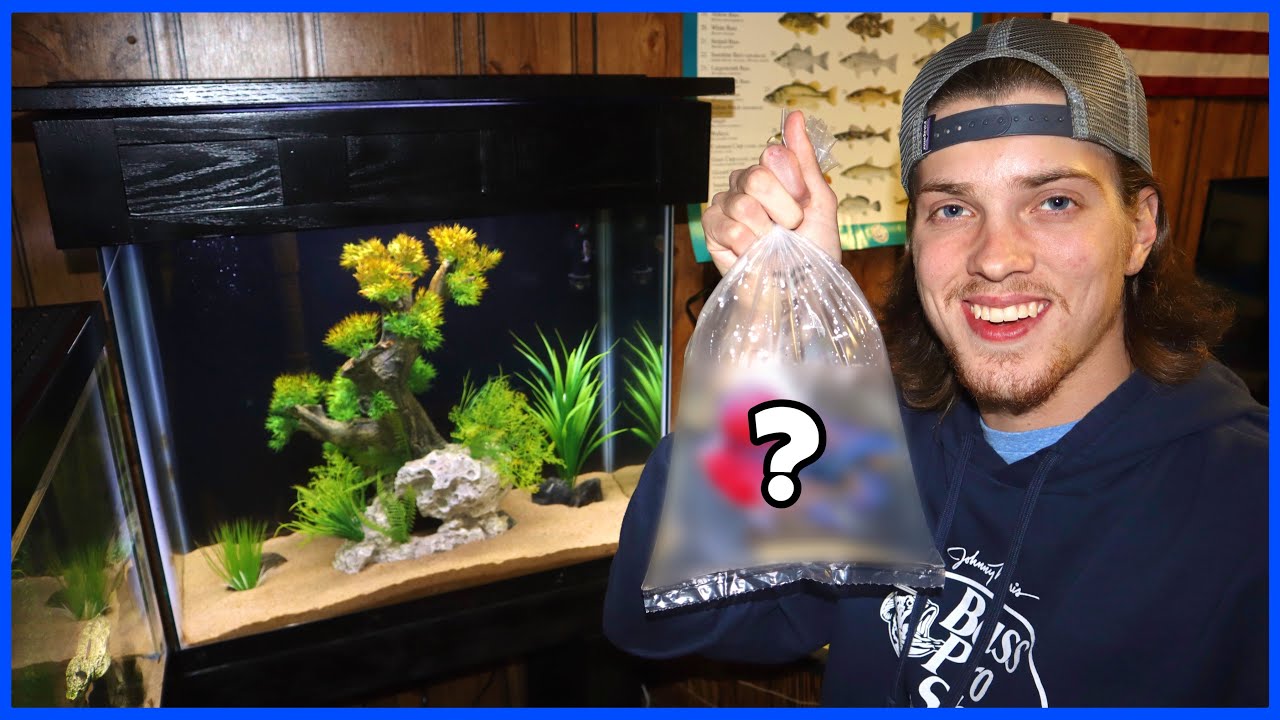 Покупка домашнего цветочного рога!