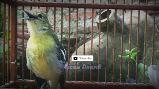 Suara Lantang dan Jernih Sirtu Cipoh Nyiul Untuk Masteran Burung