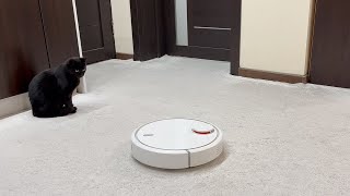 First Reaction Of Our Cats To A Robot Vacuum Cleaner