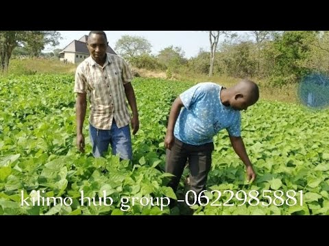 Makala Maalum Ya Kilimo Cha Maharage