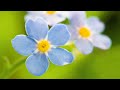 12 Hours of Relaxing Music - Piano Music for Stress Relief, Sleep Music, Meditation Music (Olga)